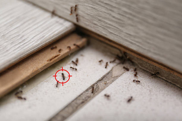 Professional Pest Control in Mayo, SC