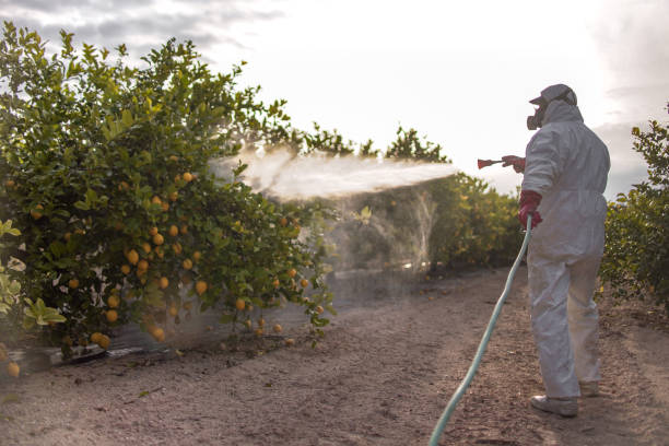 Best Emergency Pest Control  in Mayo, SC